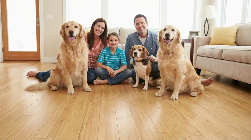 Welches Parkett ist für Hund oder Katze