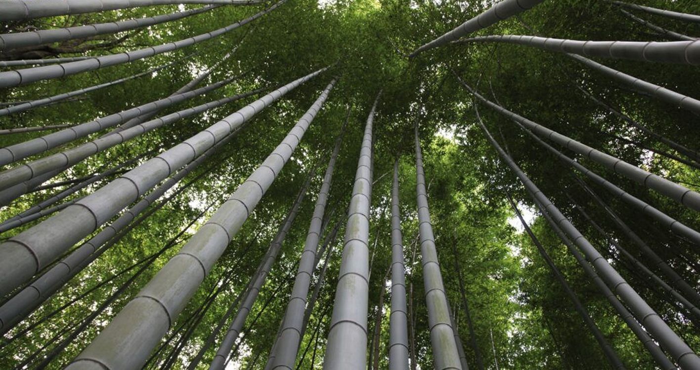 Why Choose Bamboo